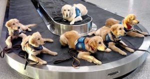 Nebraska Group Awaits Gaggle Of Golden Retriever Puppies To Trai