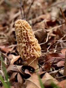 If you plan to harvest morels this spring, take caution in areas near water