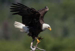 Man Sentenced For Role In Killing A Bald Eagle