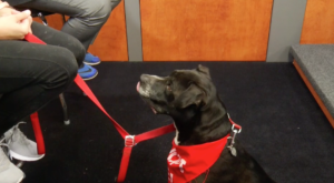 Pet of the Week - June 11th