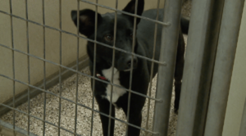 Keep your animals safe this summer