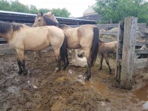 Hebron resident publishes dozens of photos, video accusing feedlot owner of animal neglect, abuse