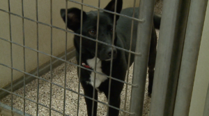 Keep your animals safe this summer