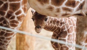 Omaha zoo names giraffe after an 8-year-old girl who died days after the animal's birth