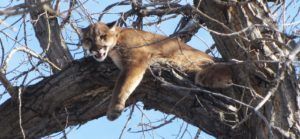 Mountain lion hunting season planned for 2020 in northwest Nebraska