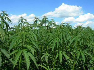 Fairbury man advocating for hemp processing plant, issued could be discussed at state legislature