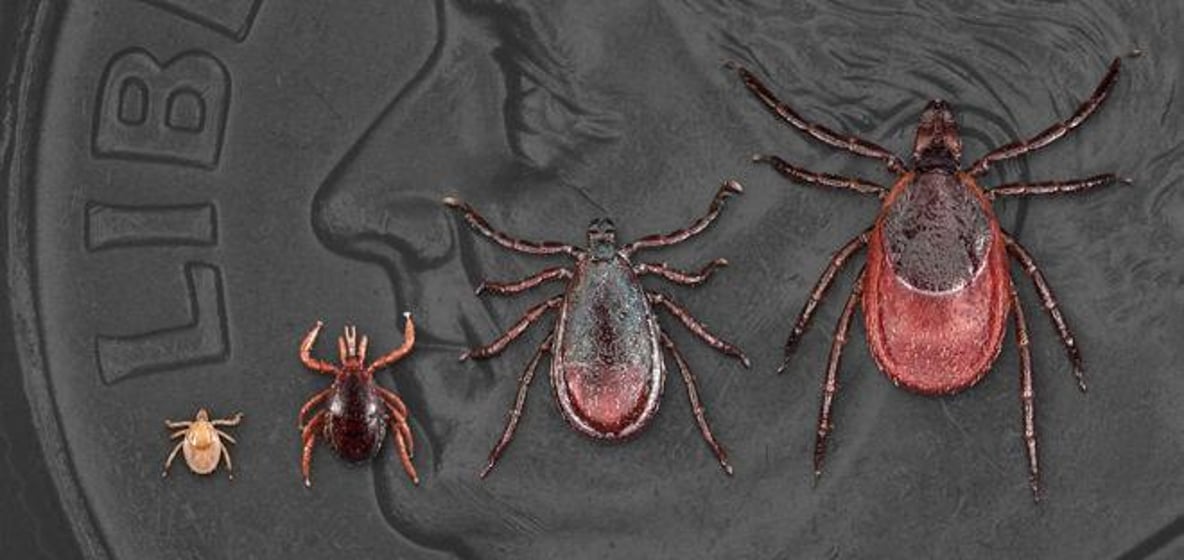 Deer ticks, a.k.a. black-legged ticks, at various stages of life. The ticks can carry Lyme disease. CDC