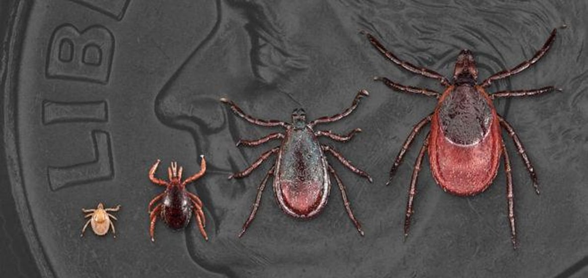 Deer ticks, a.k.a. black-legged ticks, at various stages of life. The ticks can carry Lyme disease. CDC