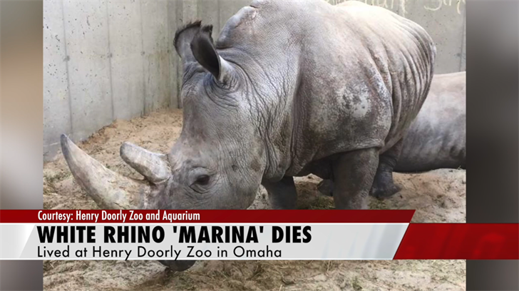 White Rhino Passes Away At Henry Doorly Zoo News Channel Nebraska