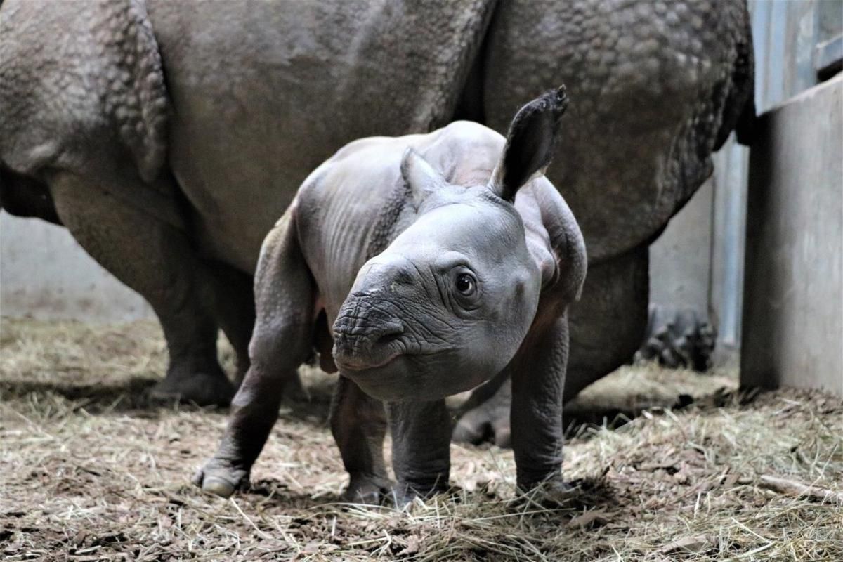 Endangered Indian Rhinoceros Calf Born At Omaha Zoo News Channel