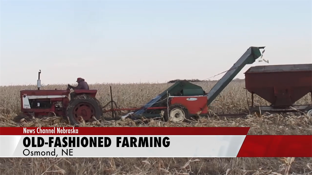 Osmond farmer uses oldfashoned equipment to harvest crop NEWS