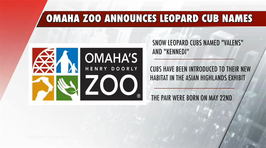 Omaha Zoo Announces Snow Leopard Cubs Names News Channel Nebraska