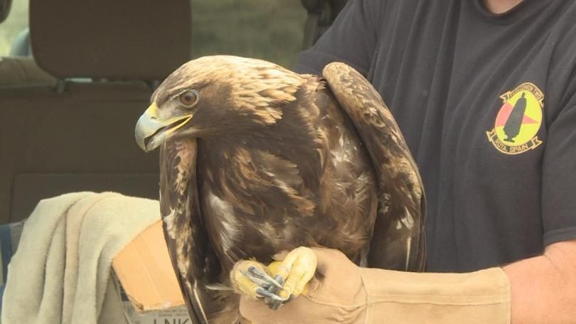 Raptor Recover Volunteer shows the golden eagle to a watchful and excited group that came to see the bird be released.