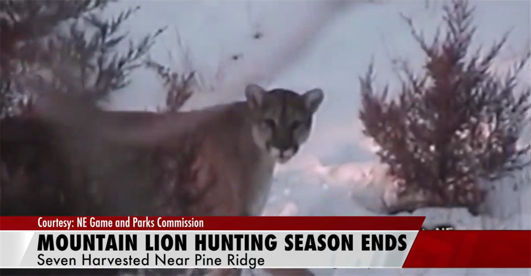 Mountain lion season ends with seven harvested in Pine Ridge