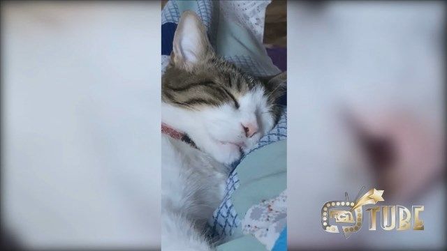 NCNtube 04-29 Voting