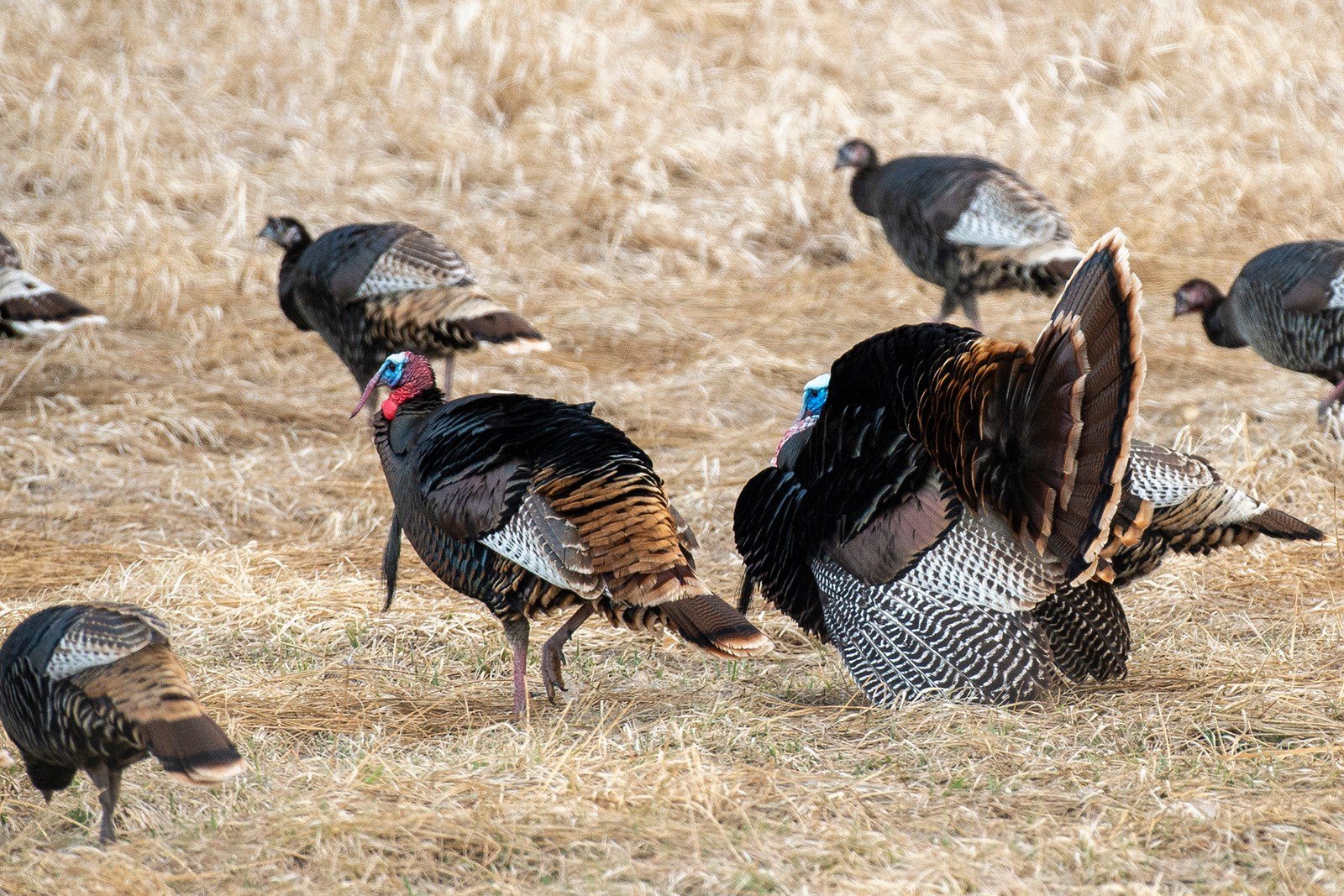 Outdoor Notes Nebraska Boasts Wild Turkey Variety News Channel Nebraska