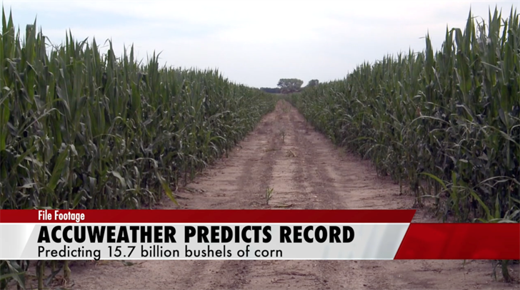 AccuWeather predicts record corn production in 2020