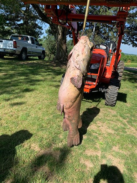 71lb Flathead Catfish I caught and released safely using cut Shad as bait.  Caught in the Missouri River in NE. : r/catfishing