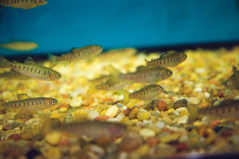 Rainbow trout fingerlings, averaging about 1 inch, swim in an aquarium at Patriot Elementary School in Papillion.