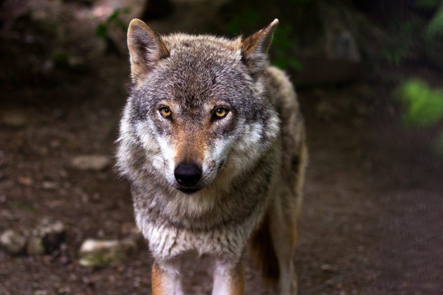 Gray wolf killed by rancher last year in northern Nebraska NORTHEAST NEWS CHANNEL NEBRASKA