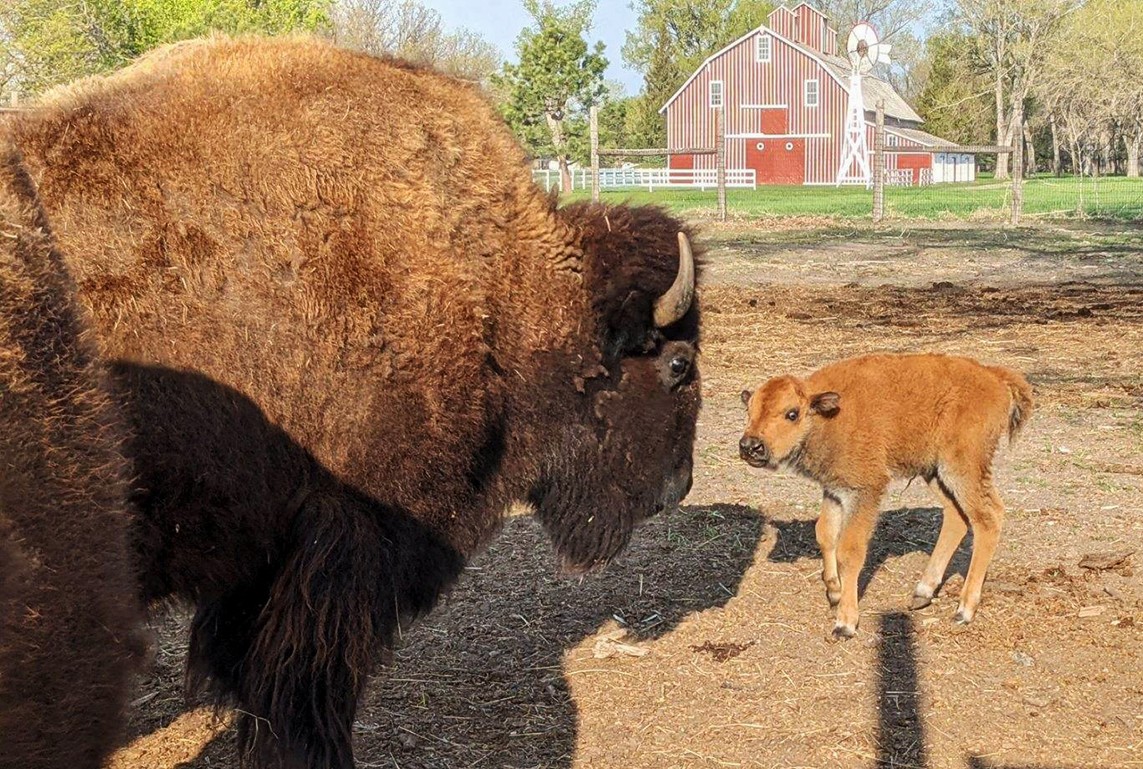 Buffalo Bill Ranch  Nebraska Game & Parks Commission