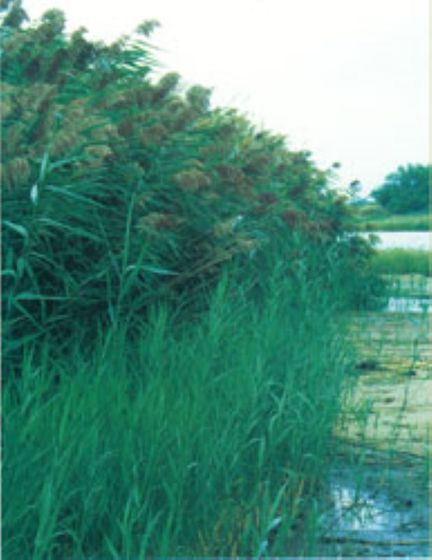 Phragmites (Nebraska Weed Control Association Photo)