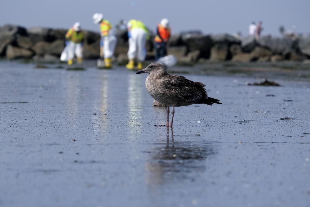 A seagull rests as workers in protective suits clean the contaminated beach after an oil spill, Wednesday, Oct. 6, 2021 in Newport Beach, Calif.