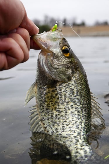 Outdoor notes: Getting hooked on spring crappie fishing - NEWS